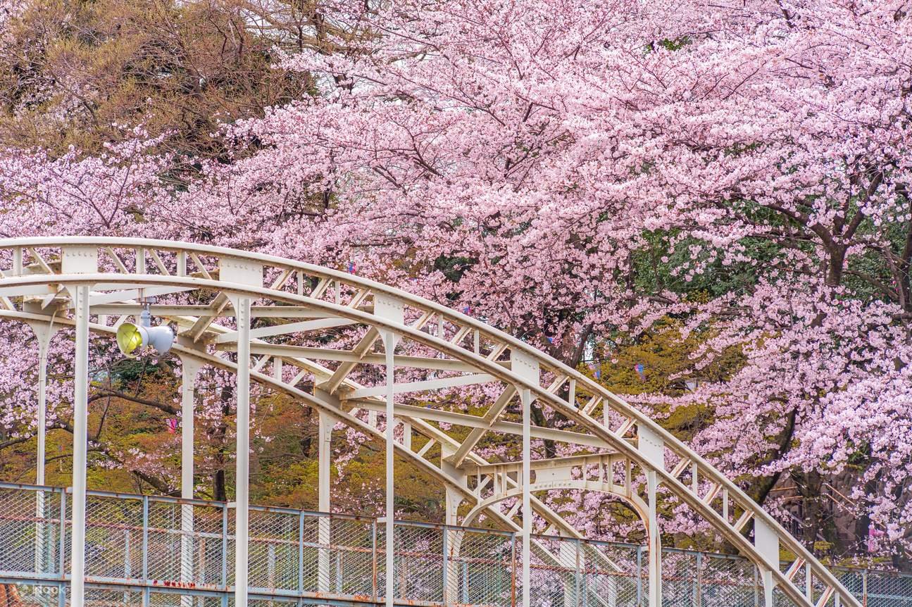 ⛩️ 요츠야마 신사 이미지 7